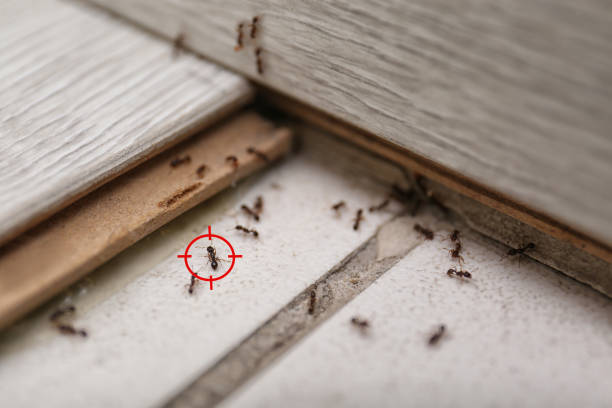 Best Flea Control Services  in Carlin, NV