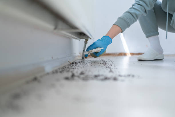 Reliable Carlin, NV Pest Control Solutions